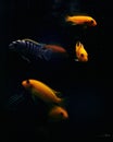 Vertical shot of an exotic fish tank with beautiful red zebra cichlids swimming about Royalty Free Stock Photo