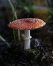 Vertical shot of an exotic mushroom on the moss-covered ground Royalty Free Stock Photo