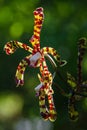 Vertical shot of exotic scorpion orchids blooming at a forest