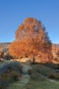 Vertical shot of a fall color tree by an unpaved road at the park against blue sky on a sunny day