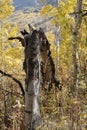 Vertical shot of a fallen aspen tree in a forest in autumn