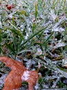 Vertical shot of a fallen autumn maple leaf on frozen green plants with blur background Royalty Free Stock Photo