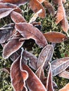 Vertical shot of fallen frosty leaves Royalty Free Stock Photo