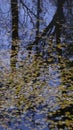 Vertical shot of fallen leaves in a puddle in the park