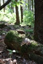 Vertical shot of a fallen mossy tree trunk in a forest