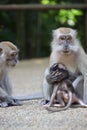 Vertical shot of a family of monkeys sitting in a group