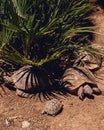 Vertical shot of a family of turtles near the tropical plant