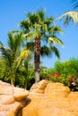 Vertical shot of a fancy garden of palms in Dubai, UAE