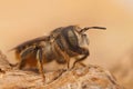 Vertical shot of a female Mediterranean wood-boring bee