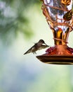 Vertical shot of a female ruby-throated hummingbird feeding on nectar from a bird feeder Royalty Free Stock Photo