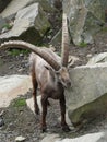 Vertical shot of a feral goat
