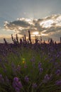 Vertical shot of a field of blooming lavender flowers at sunset Royalty Free Stock Photo