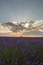 Vertical shot of a field of blooming lavender flowers at sunset Royalty Free Stock Photo