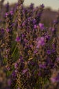 Vertical shot of a field of blooming lavender flowers at sunset Royalty Free Stock Photo