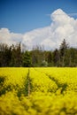 Vertical shot of a field full of Rapeseeds (Brassica napus subsp. napus) under the blue sky Royalty Free Stock Photo