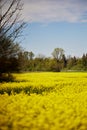 Vertical shot of a field full of Rapeseeds (Brassica napus subsp. napus) under the blue sky Royalty Free Stock Photo