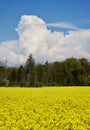 Vertical shot of a field full of Rapeseeds (Brassica napus subsp. napus) under the blue sky Royalty Free Stock Photo