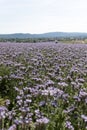 Vertical shot of a field full of wild violet flowers Royalty Free Stock Photo