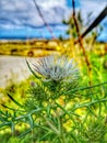 Vertical shot of a field thistle blooming in spring Royalty Free Stock Photo