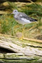 Vertical shot of a Fifi bird perched on a wood log