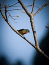 Vertical shot of a Fire-breasted flowerpecker perched on a tree branch Royalty Free Stock Photo
