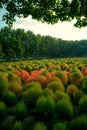 Vertical shot of firebrush plants surrounded by trees. Royalty Free Stock Photo