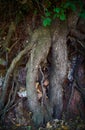 Vertical shot of fleshy tree roots exposed on the ground Royalty Free Stock Photo