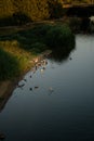 Vertical shot of a flock of ducks swimming in the lake in the evening