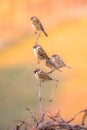 Vertical shot of a flock of Eurasian tree sparrows perched on a twig