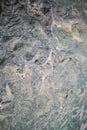 Vertical shot of a flock of fish on a pond surface