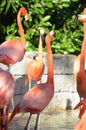 Vertical shot of a flock of Flamingo birds on a pond Royalty Free Stock Photo