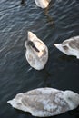 Vertical shot of a flock of swans swimming in a pond