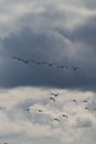 Vertical shot of a flock of wild geese flying in the cloudy sky