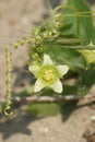 Vertical shot of flowering Bryonia dioica in the dunes