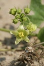 Vertical shot of flowering Bryonia dioica in the dunes