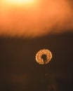 Vertical shot of a fluffy dandelion on a field at sunset Royalty Free Stock Photo