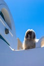 Vertical shot of a fluffy dog sitting on a white wall in Oia, Santorini on a sunny day Royalty Free Stock Photo