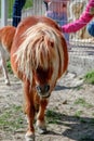 Vertical shot of a fluffy orange horse on a petting zoo Royalty Free Stock Photo