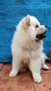 Vertical shot of a fluffy white chow-chow dog in front of a blue wall