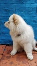 Vertical shot of a fluffy white chow-chow dog in front of a blue wall