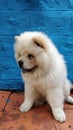 Vertical shot of a fluffy white chow-chow dog in front of a blue wall