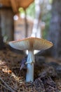 Vertical shot of a fly agaric mushroom growing under a tree in the forest. Royalty Free Stock Photo