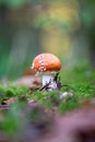 Vertical shot of a fly agaric mushroom (Amanita muscaria) against blurred background Royalty Free Stock Photo