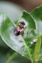 Vertical shot of a fly on a plant in a field under the sunlight with a blurry background Royalty Free Stock Photo