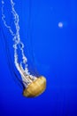 Vertical shot fo a beautiful jellyfish underwater with a blue background Royalty Free Stock Photo