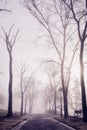 Vertical shot of a foggy pathway in a park surrounded by trees with a bench on a side Royalty Free Stock Photo