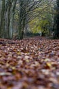 Vertical shot of a foliage autumn park pathway