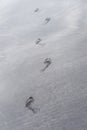 Vertical shot of footprints on the black volcano sand in Tenerife