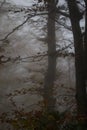 Vertical shot of a forest full of tall trees on a foggy day in autumn Royalty Free Stock Photo