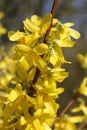 Vertical shot of forsythias in a field under the sunlight with a blurry background Royalty Free Stock Photo